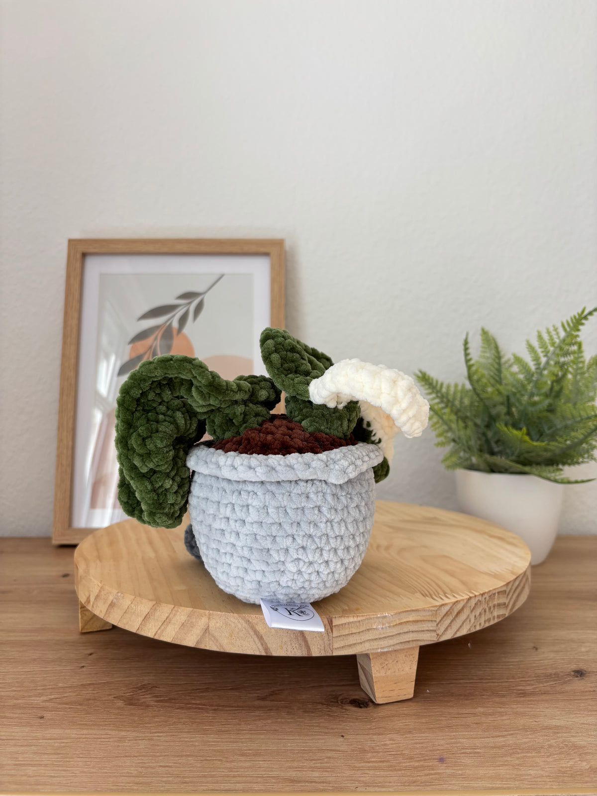 Monstera Pflanze