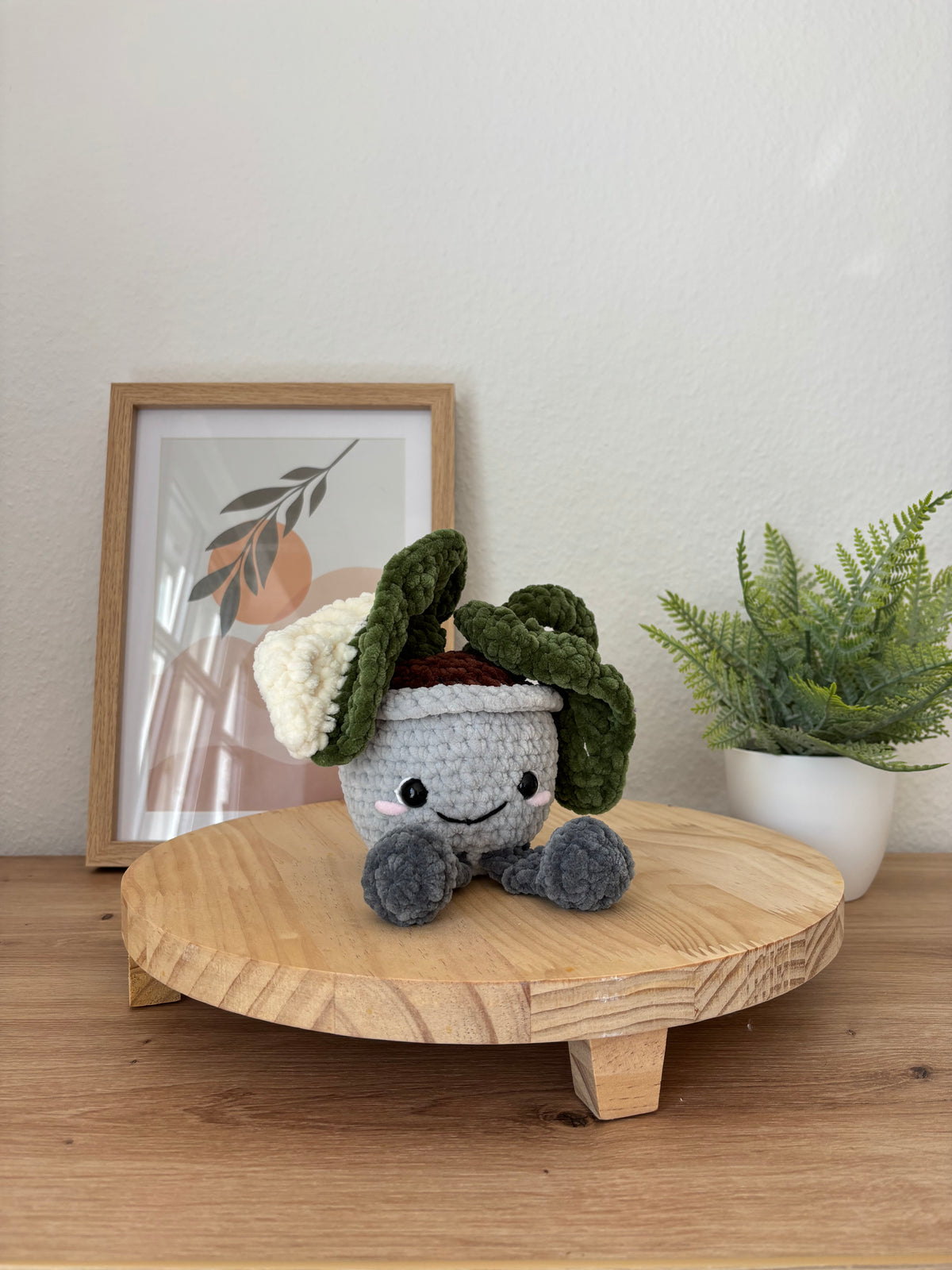Monstera Pflanze